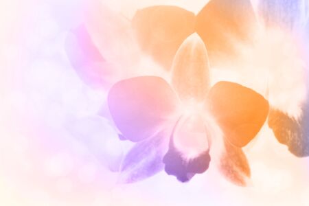 flower backgroundの写真素材