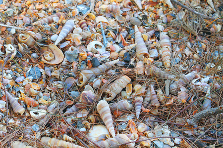 a lot of shells on the beach