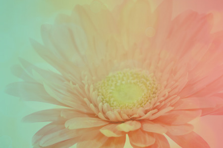 pretty flowers blooming in soft and blur style for backgroundの写真素材
