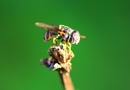 fly macro