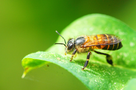 honey bee