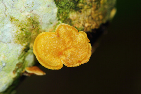 fungus