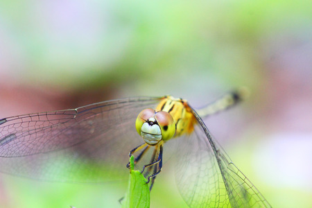 Dragonfly in natureの写真素材