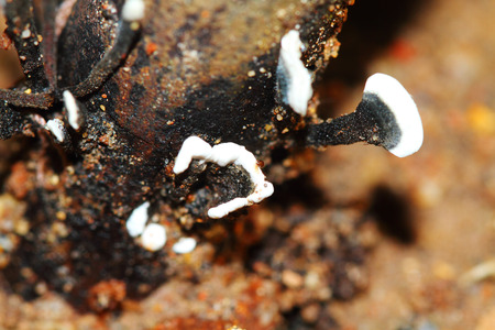 fungusの写真素材