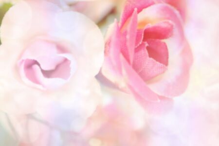 sweet color roses blooming in soft and blur styleの写真素材