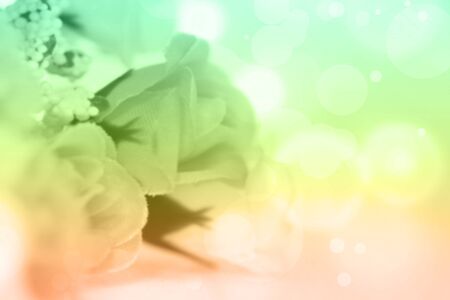 sweet color roses blooming in soft and blur styleの写真素材