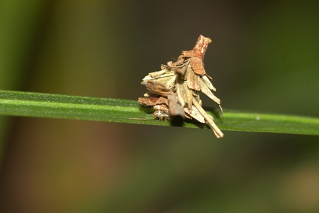 Bagworm Moth larvaの写真素材