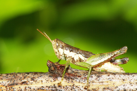 grasshopperの写真素材