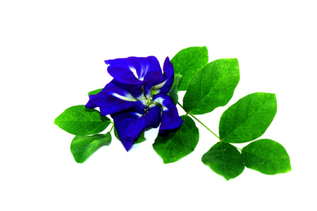 Blue peaの写真素材