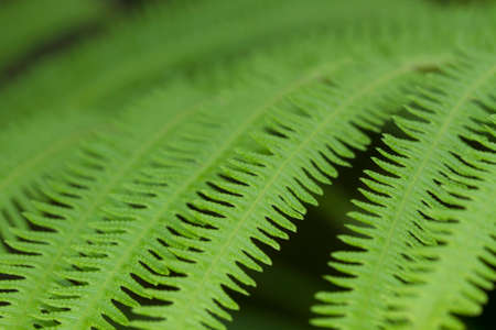 fern leaves