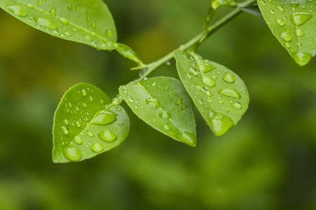 leaves with dew dropsの写真素材