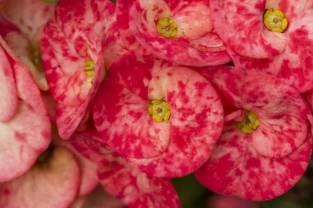 Crown of thorns (Euphorbia milli)の写真素材