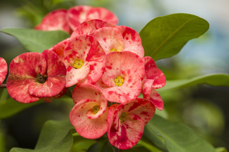 Crown of thorns Euphorbia milliの写真素材