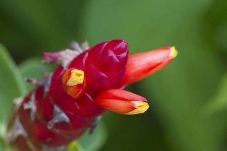 Malay Ginger or Crape ginger flower Costus speciosus Smithの写真素材