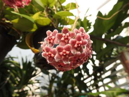 hoya flowerの写真素材