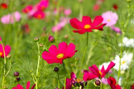 Cosmos flowers bloomingの写真素材