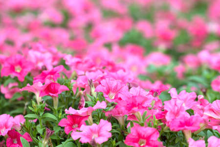 Petuniaの写真素材