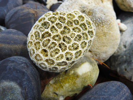 Coral on the beachの写真素材