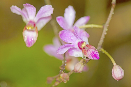 Wild orchidsの写真素材