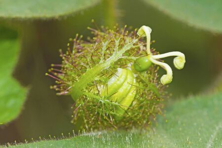 Passiflora foetida L.の写真素材