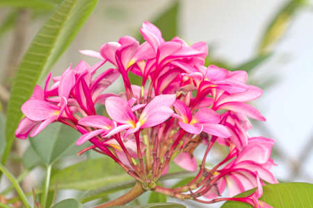 Pink plumeriaの写真素材