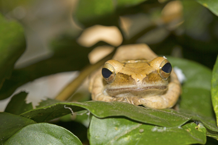 Frog in natureの写真素材