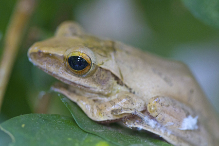 Frog in natureの写真素材