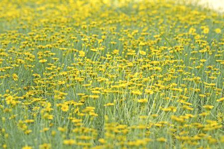yellow Sunhemp flowersの写真素材