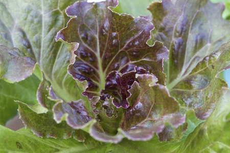 Vegetables hydroponic farmの写真素材