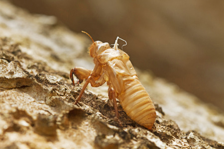 Cicada shellの写真素材