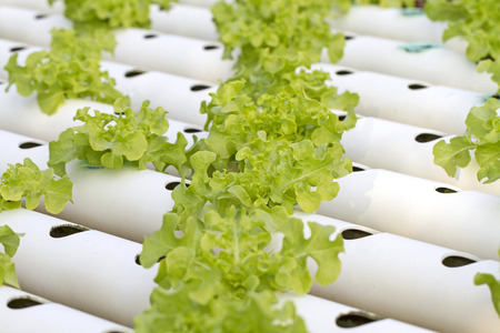 Vegetables hydroponic farmの写真素材