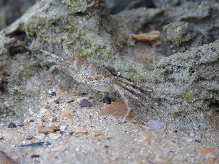 Ghost crab
