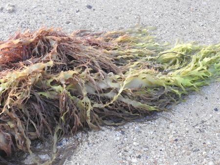 Seaweedの写真素材