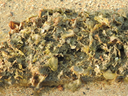 Seaweedの写真素材