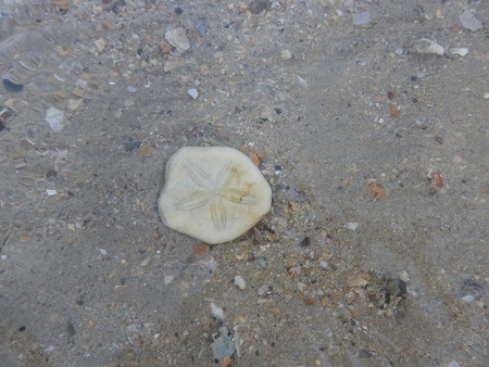 dead sea star on the beachの写真素材