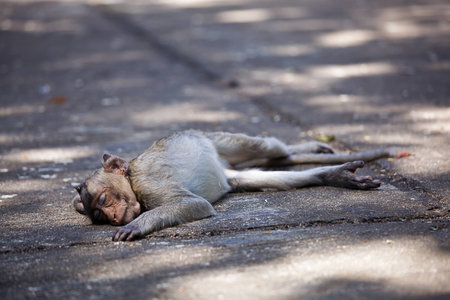 monkey sleeping on the cement floorの写真素材