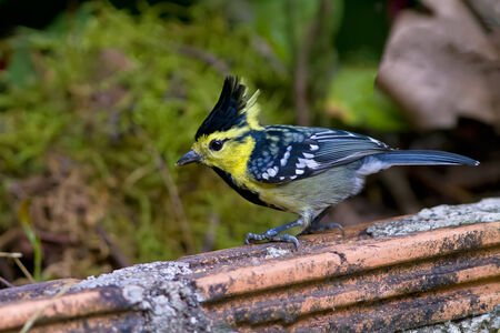 Colorful yellow bird, Yellow-cheeked Tit (Parus spilonotus) bird of Thailandの写真素材