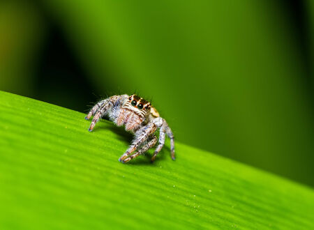 Jumping Spider (Hyllus semicupreus) waiting for prey on green leaf at night sceneの写真素材