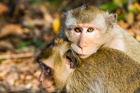 monkey  family in the park