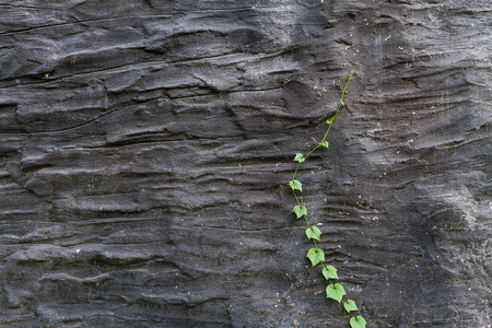 Vine (Coccinia grandis)  growing on a black cement wallの写真素材