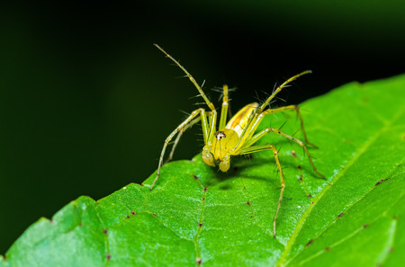 Green Lynx Spider (Peucetia viridans, Green Lynx Alabama) waiting for prey on green leaf at night sceneの写真素材