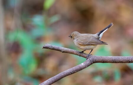Asian brown Flycatcher (Muscicapa dauurica) on branch in DoiinthanonChiangmai. Thailandの写真素材