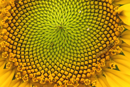 close up of sunflower pollenの写真素材