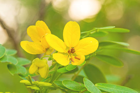 Closed up yellow flower American Cassia or Golden Wonderの写真素材
