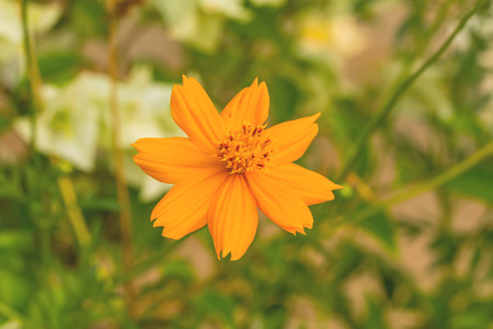 Colorful orange Cosmos flowerSulfur Cosmosの写真素材