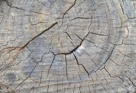 Cut of old and crack wooden use for a background and texture