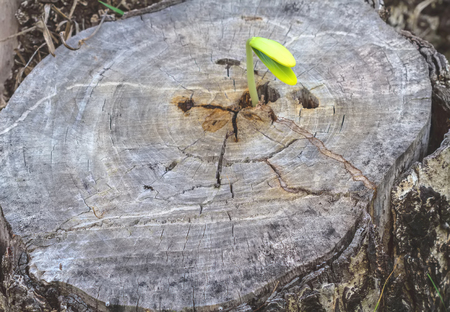 Cut of old and seeding on crack wooden use for a background and texture indicate of new hopeの写真素材