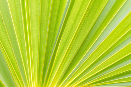 Green sugar palm leaf background