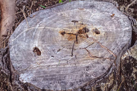 Cut of old and crack wooden use for a background and textureの写真素材