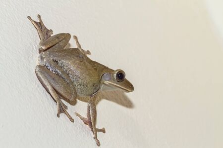 Close up golden tree frog on white wallの写真素材